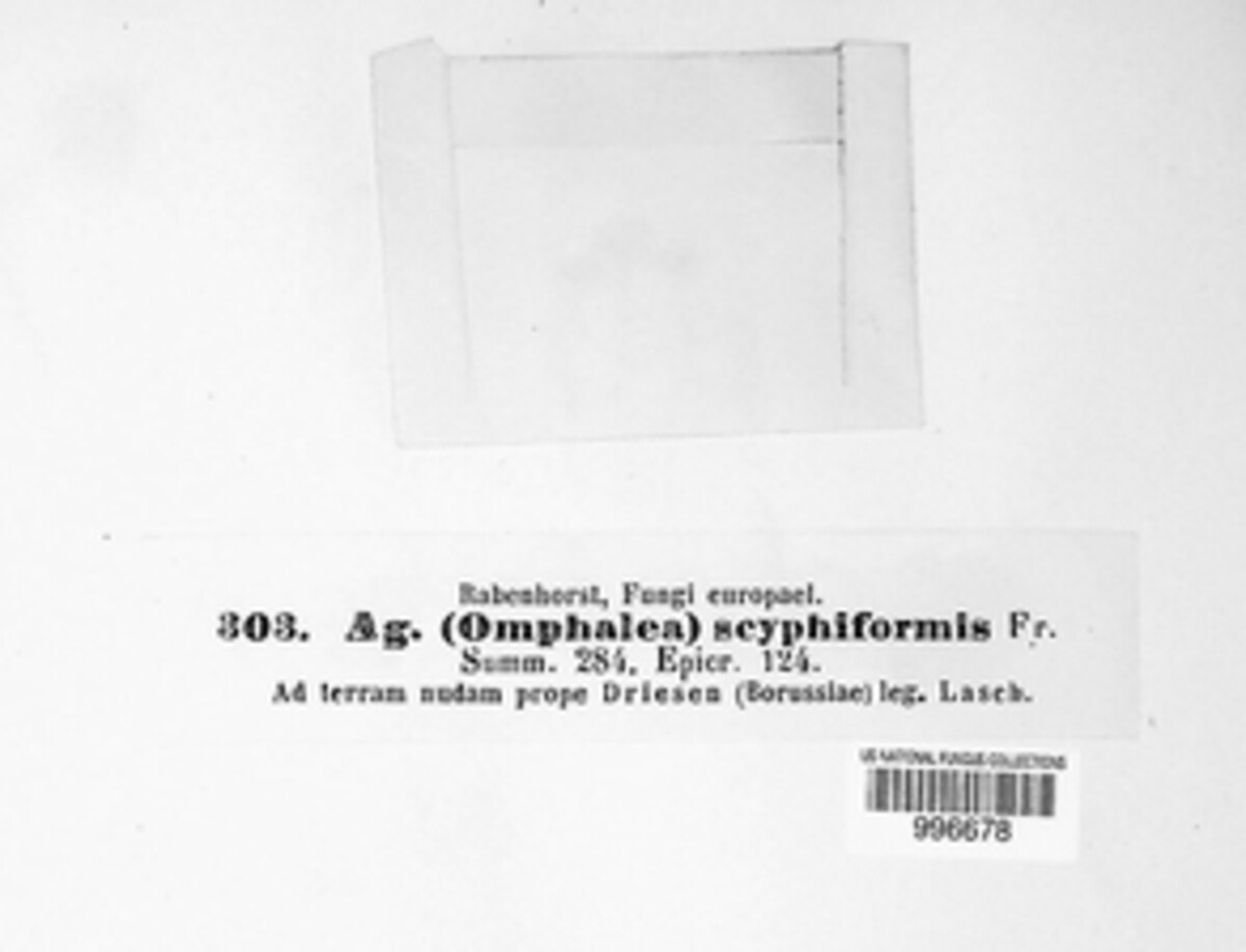 Agaricus scyphiformis image